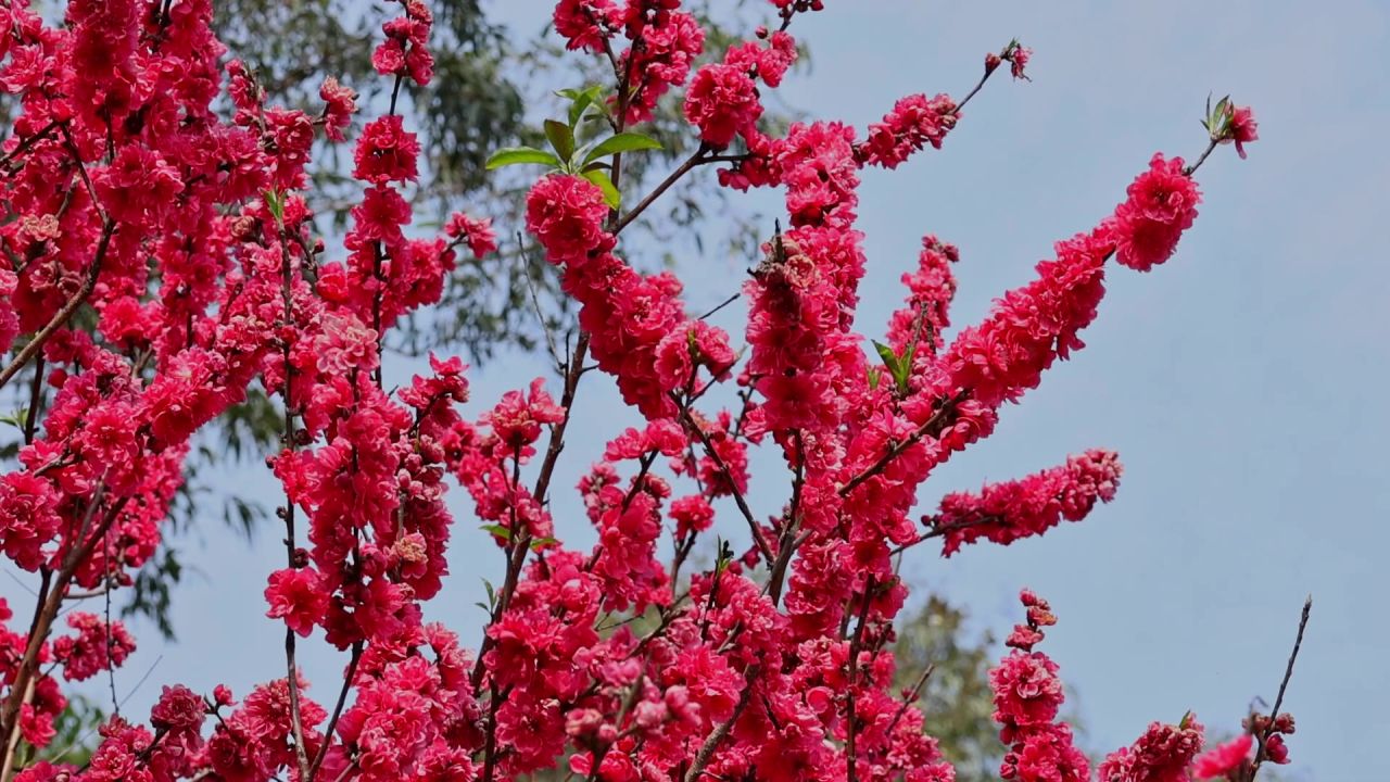 春暖花开桃花盛开 5