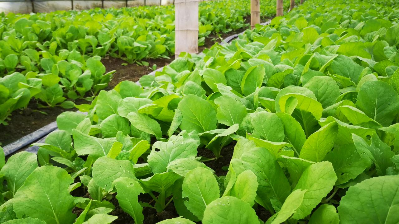 农业种植大棚有机蔬菜