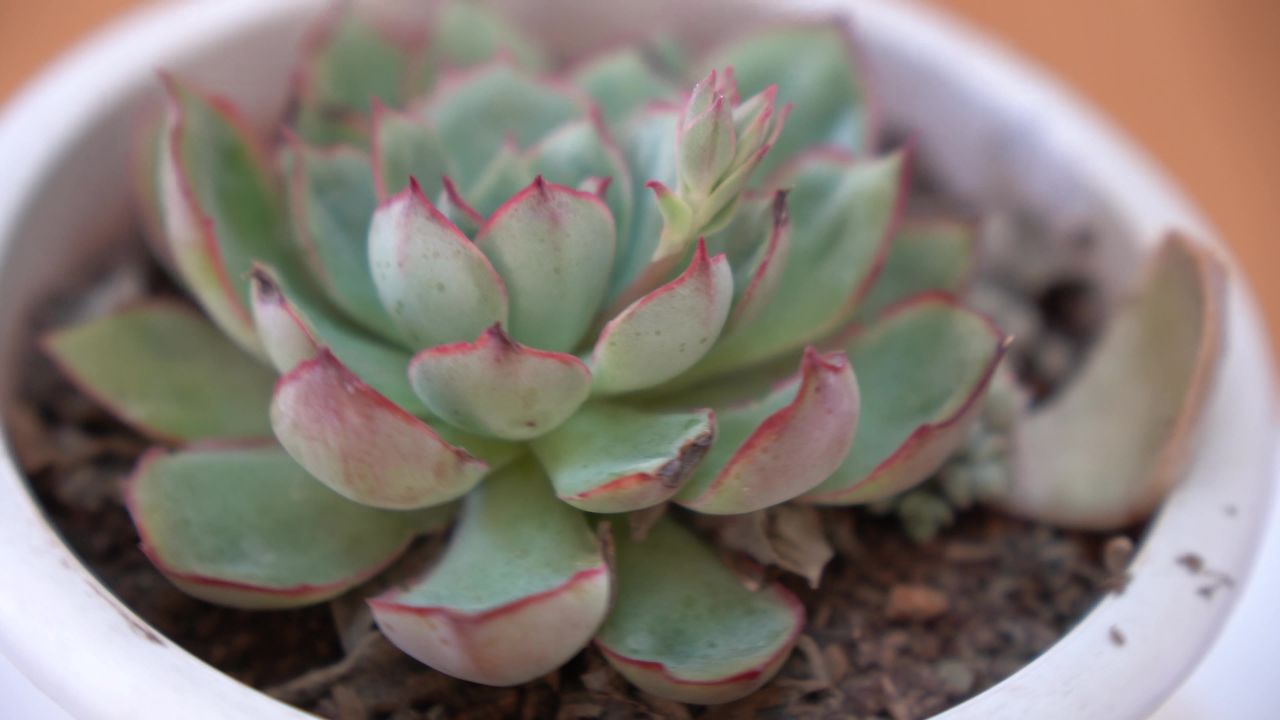 大自然花草植物 