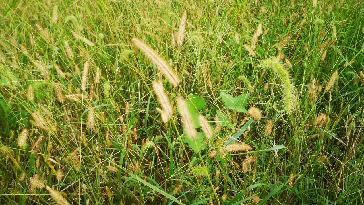 大自然花草植物 