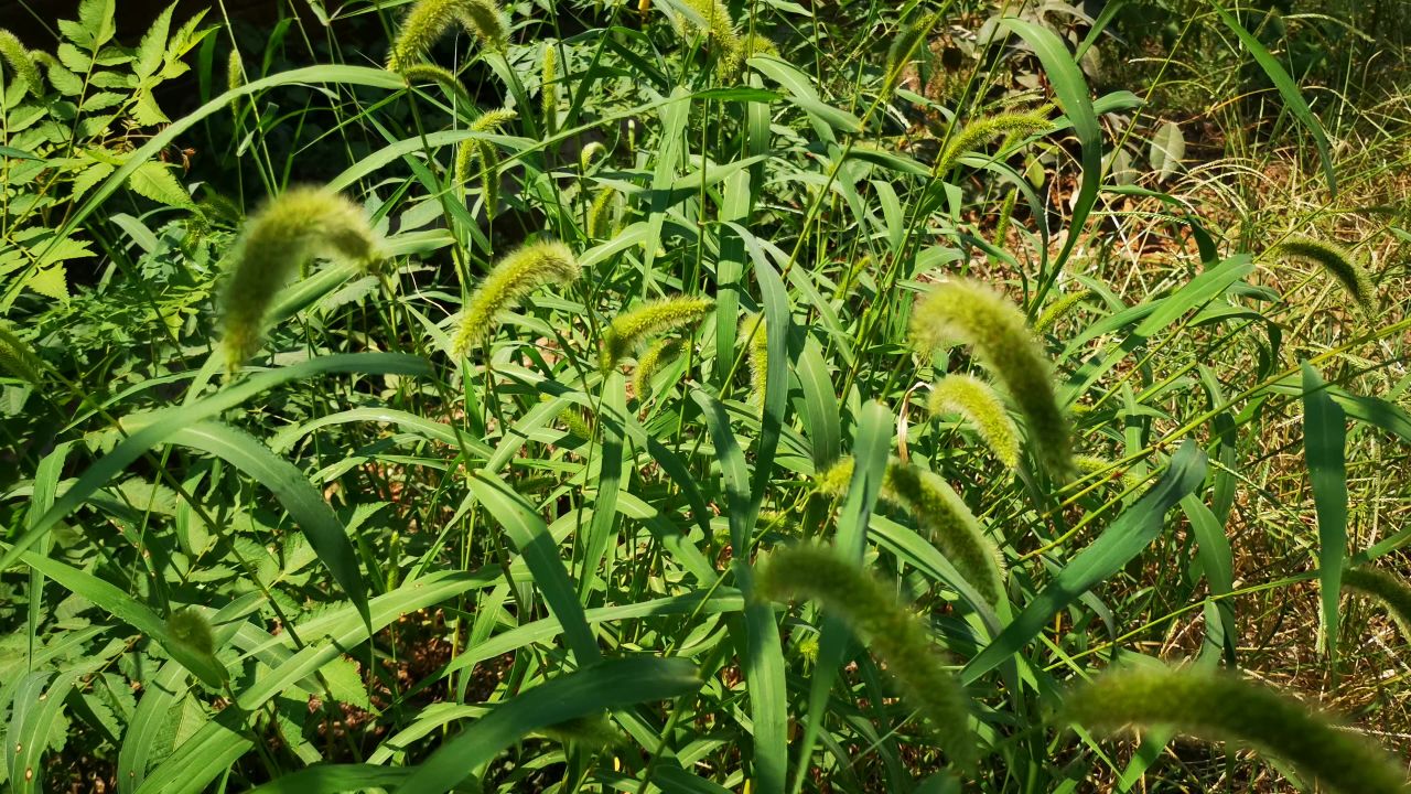 大自然花草植物 