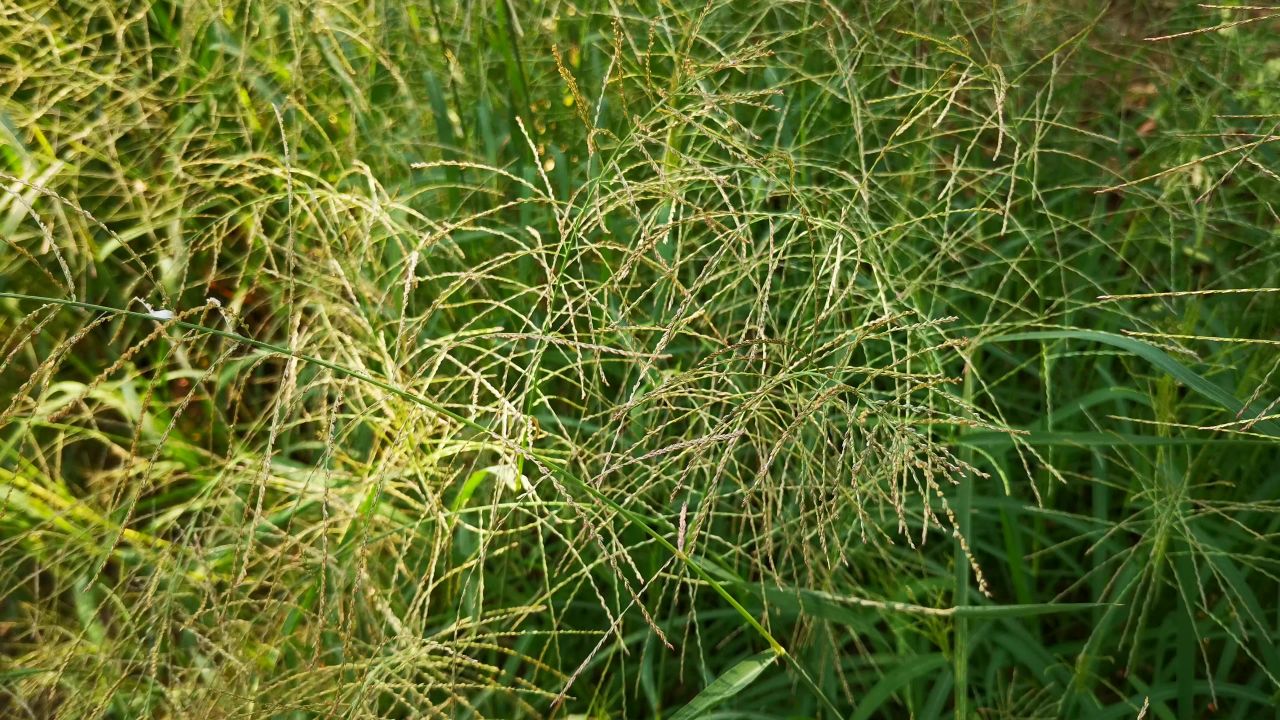 大自然花草植物 