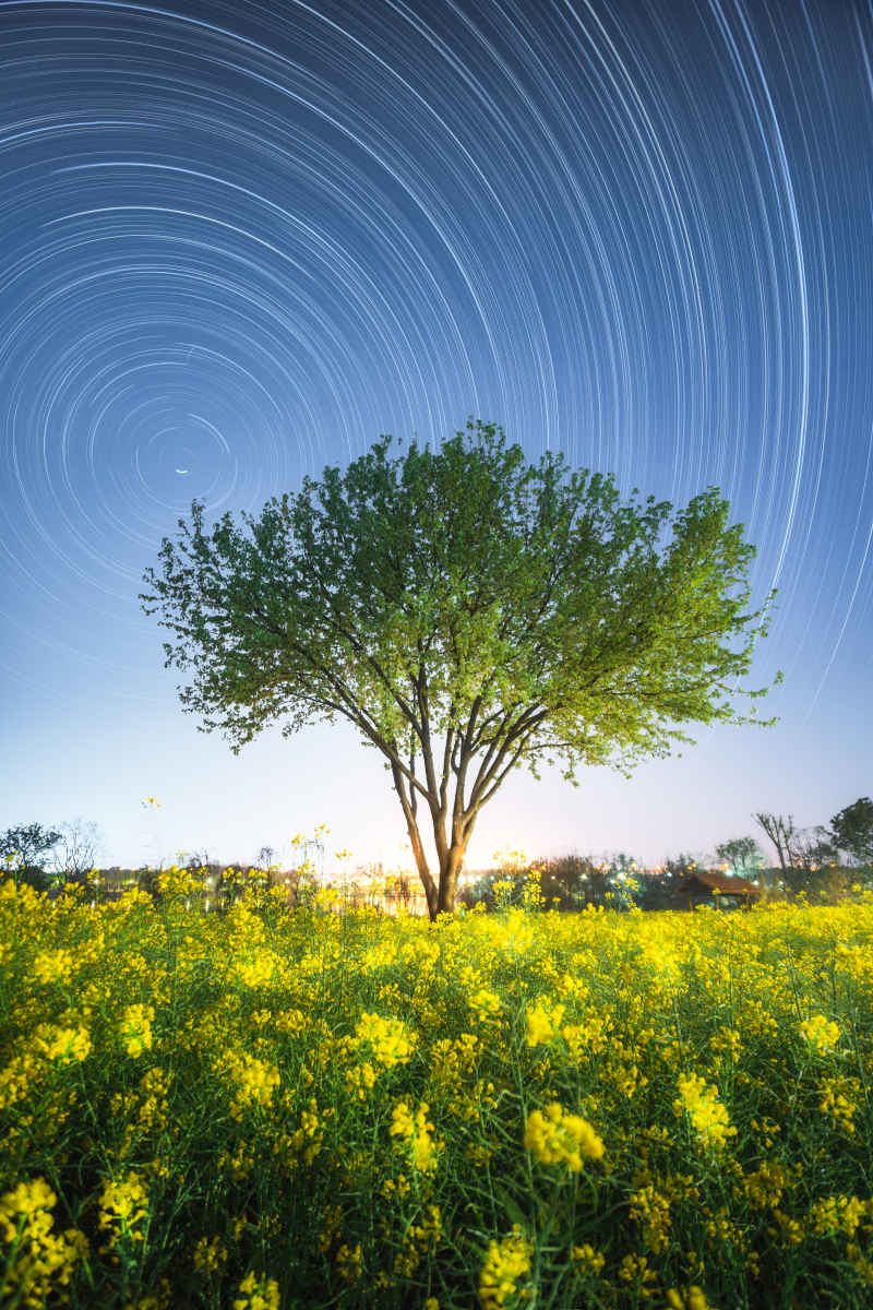 星轨映花田，独树诉夜语