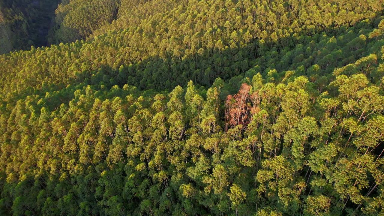 航拍山间绿色森林景观