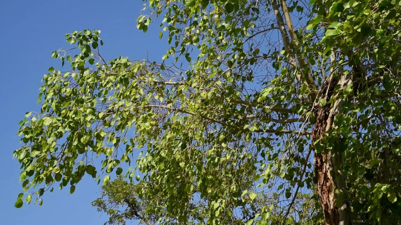 夏天午后阳光树叶 9