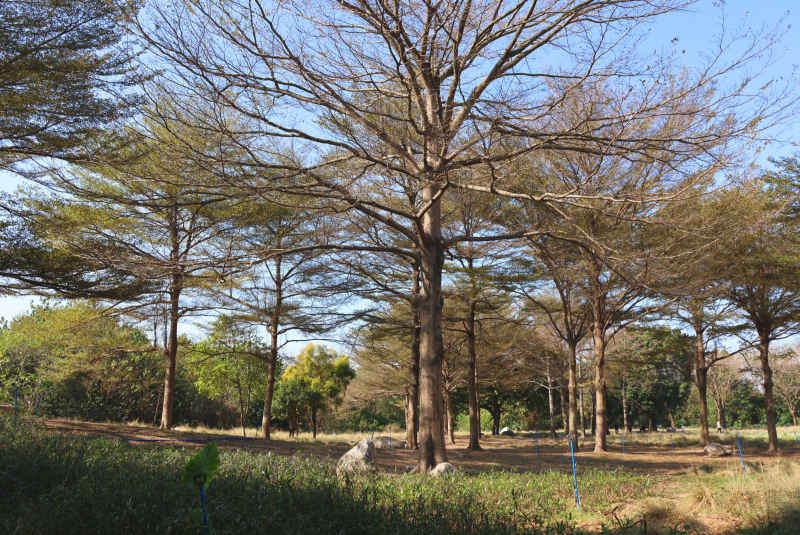 小叶榄仁小树林