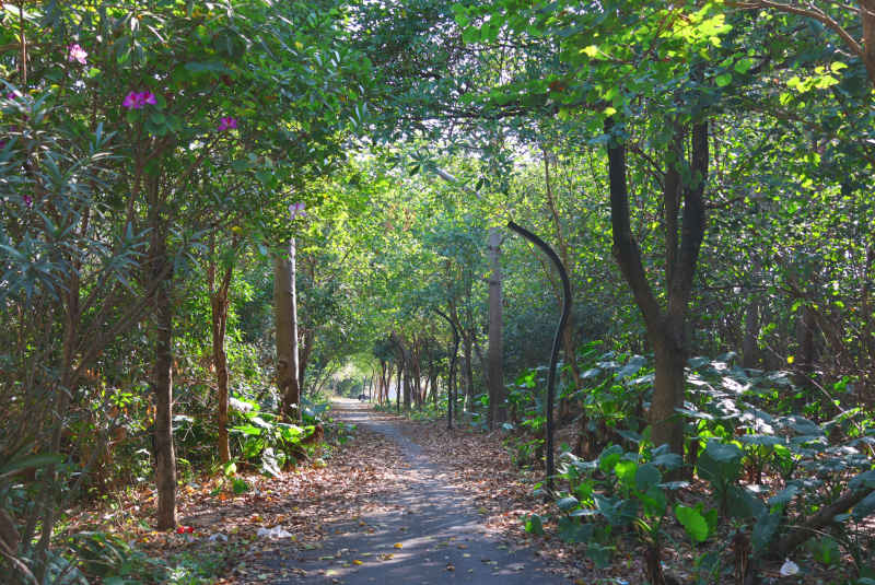 公园落叶小路