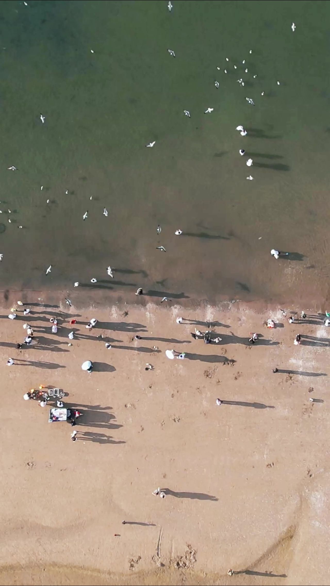 俯拍大海海浪沙滩海鸥竖屏  