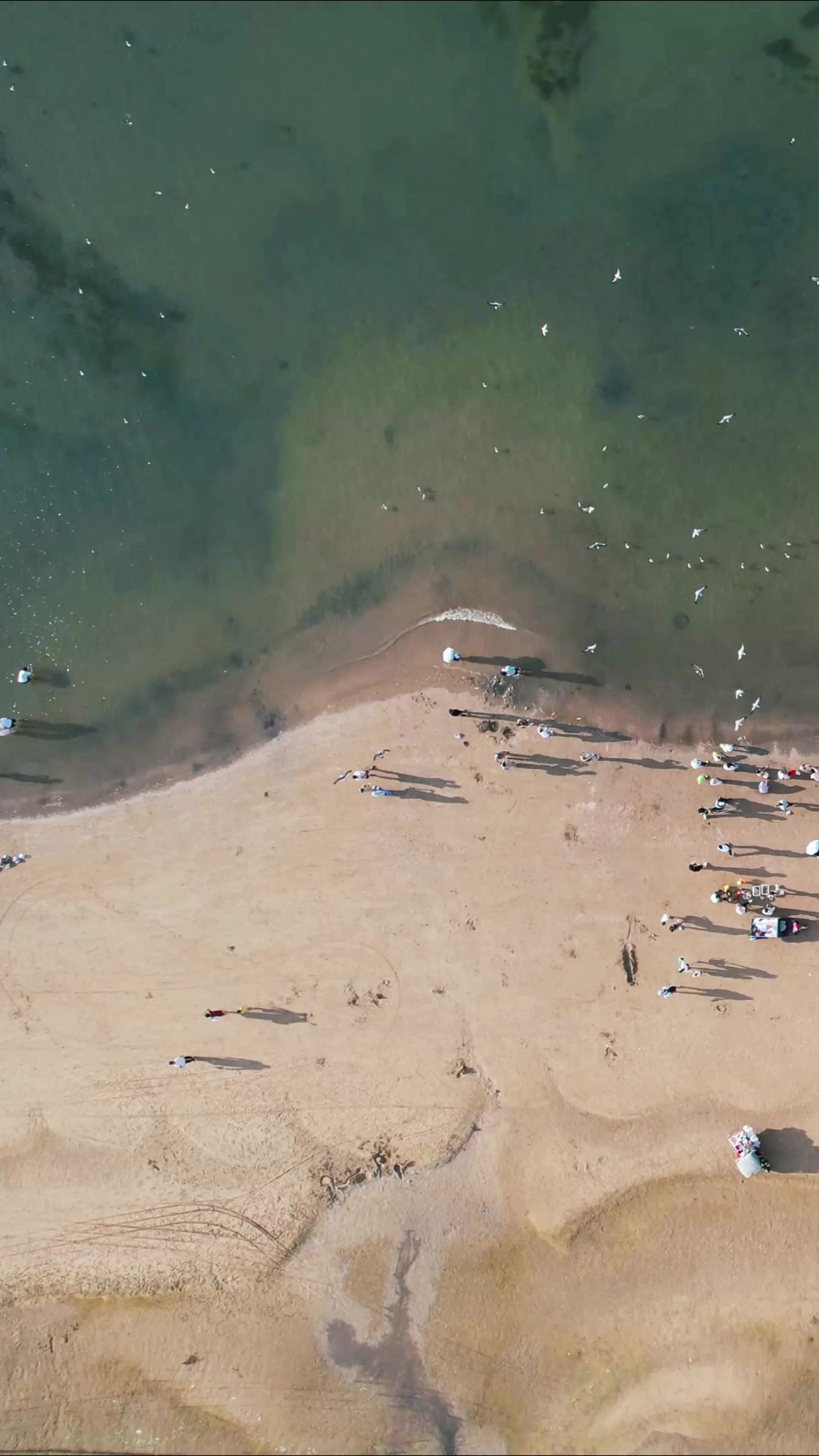 俯拍大海海浪沙滩海鸥竖屏  