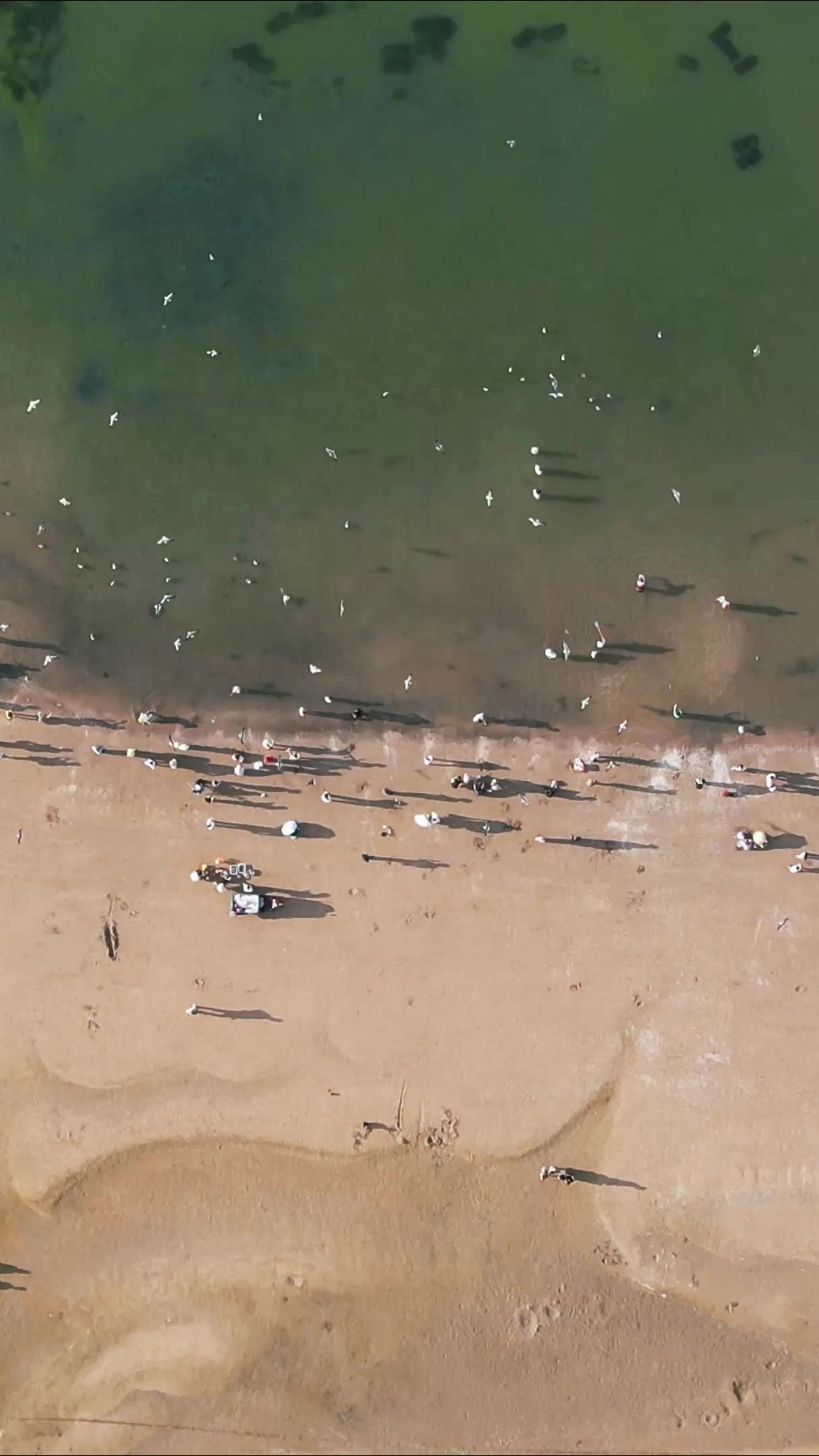 俯拍大海海浪沙滩海鸥竖屏  
