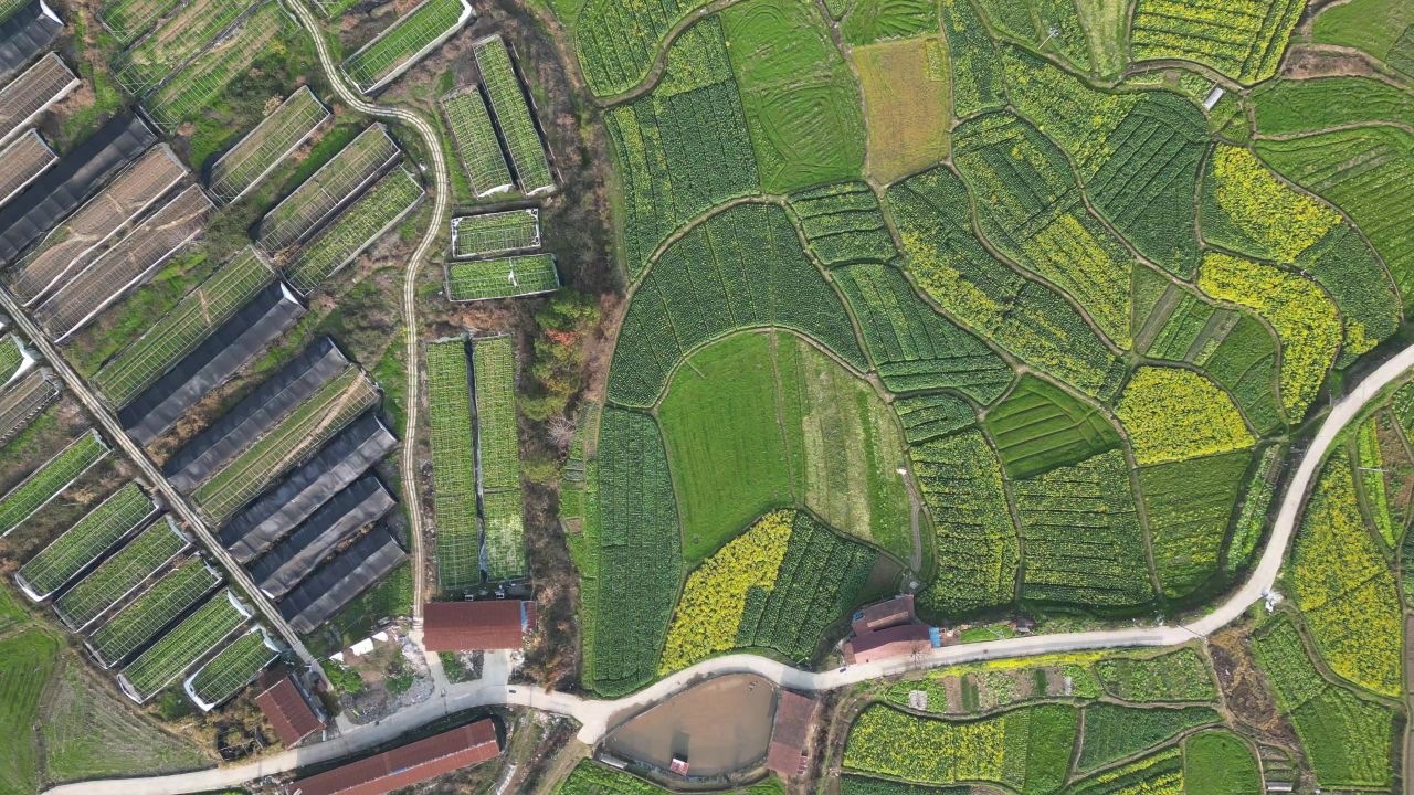 俯拍农业种植农田农作物油菜花