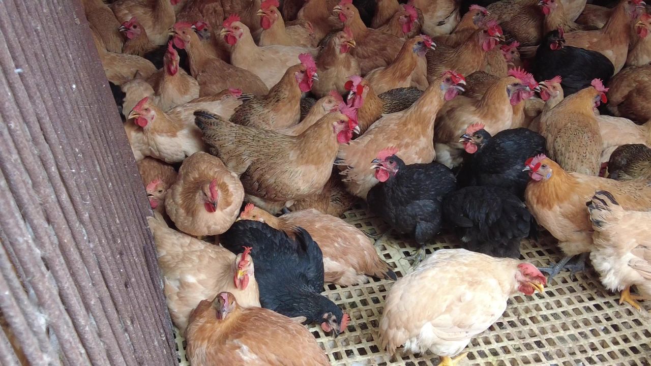 农业养殖家禽土鸡实拍