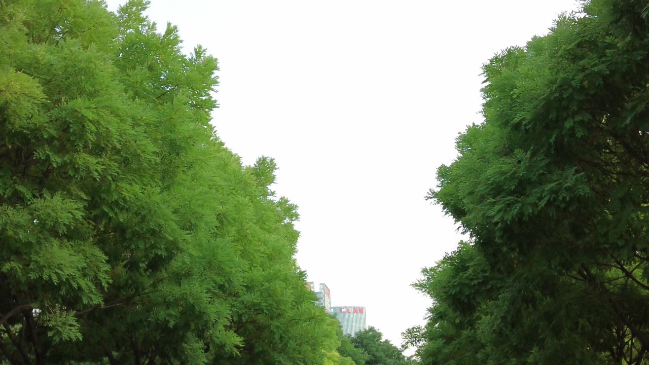 城市公园植物绿化监控实拍