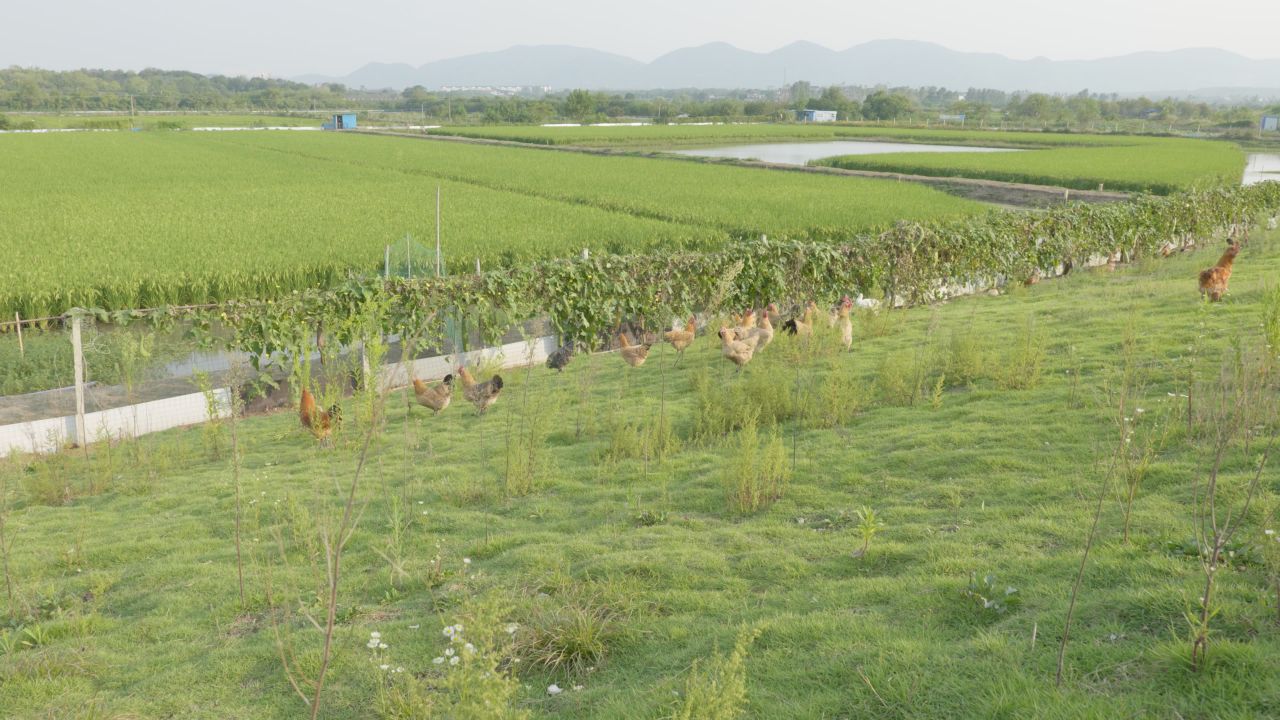 农村家禽散养老母鸡土鸡柴鸡 11