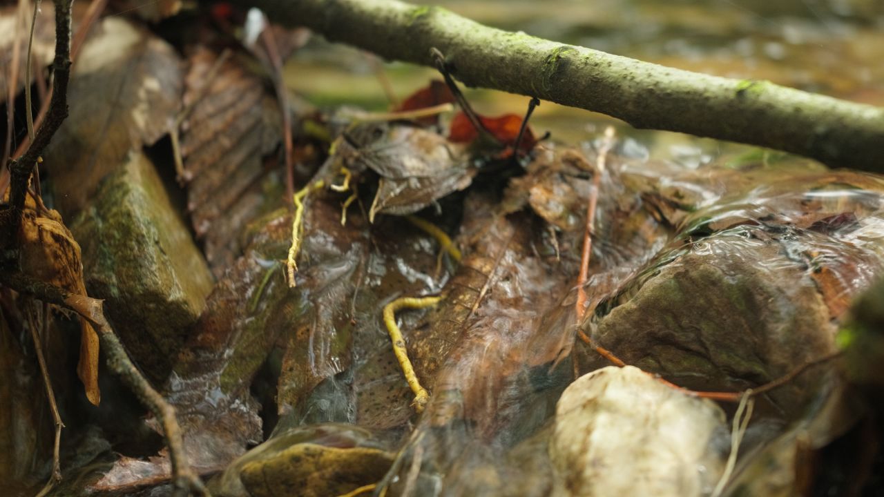 清澈山泉水温泉矿泉水小溪山涧 34