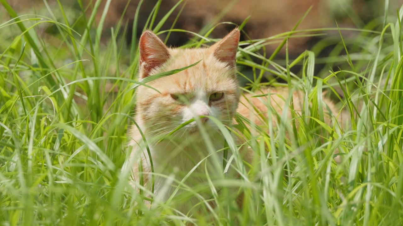 春天公园里可爱的猫咪流浪猫 6