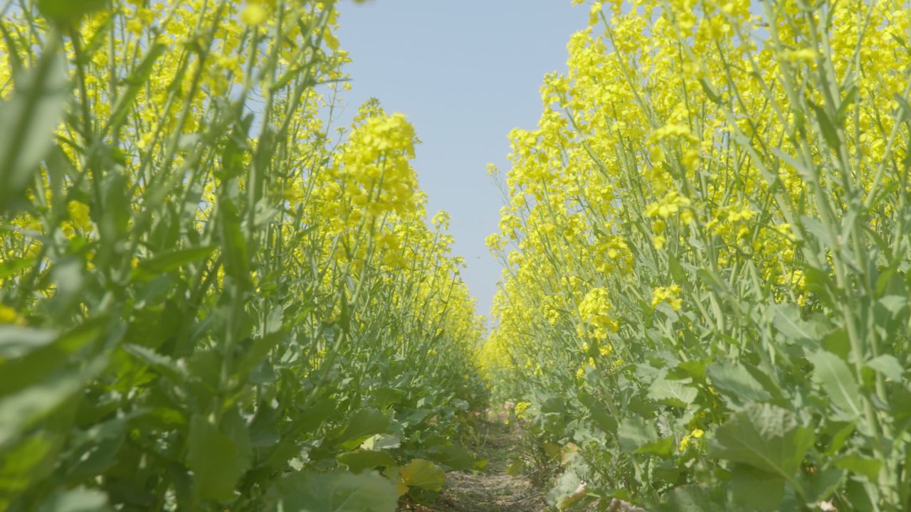 春天农村油菜花海蜜蜂采蜜 28