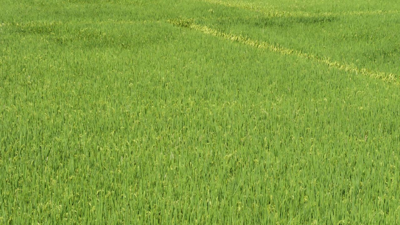 农村水稻田野粮食庄稼丰收 4