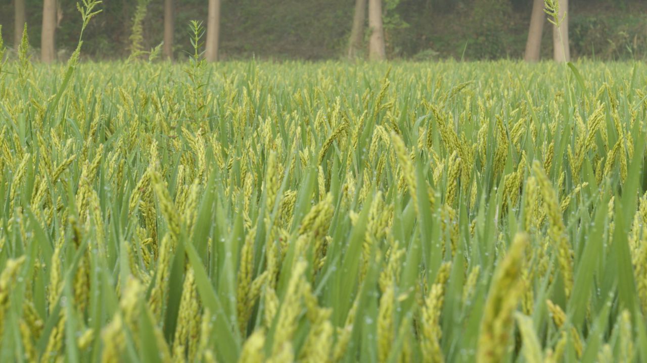 农村水稻田野粮食庄稼丰收 41