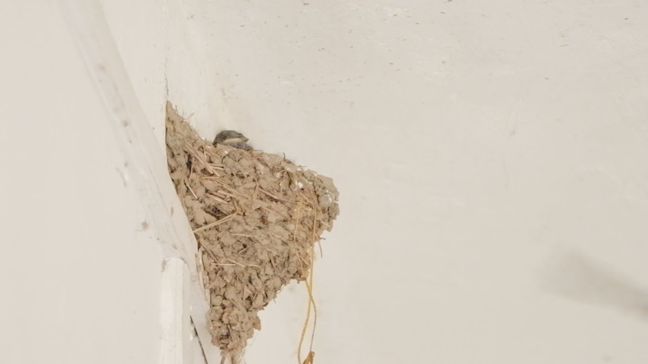 屋顶燕窝小燕子家燕雏鸟 3