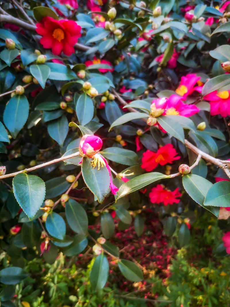 鲜花盛开山茶花花朵植物摄影图 