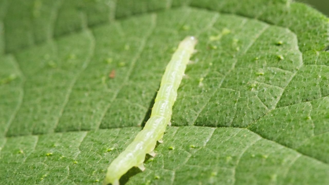 春天惊蛰昆虫万物复苏 14