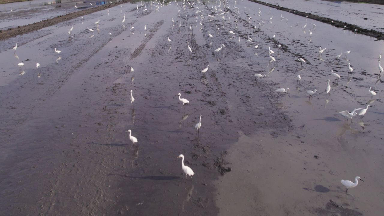 大自然野生保护动物白鹭涉禽 27