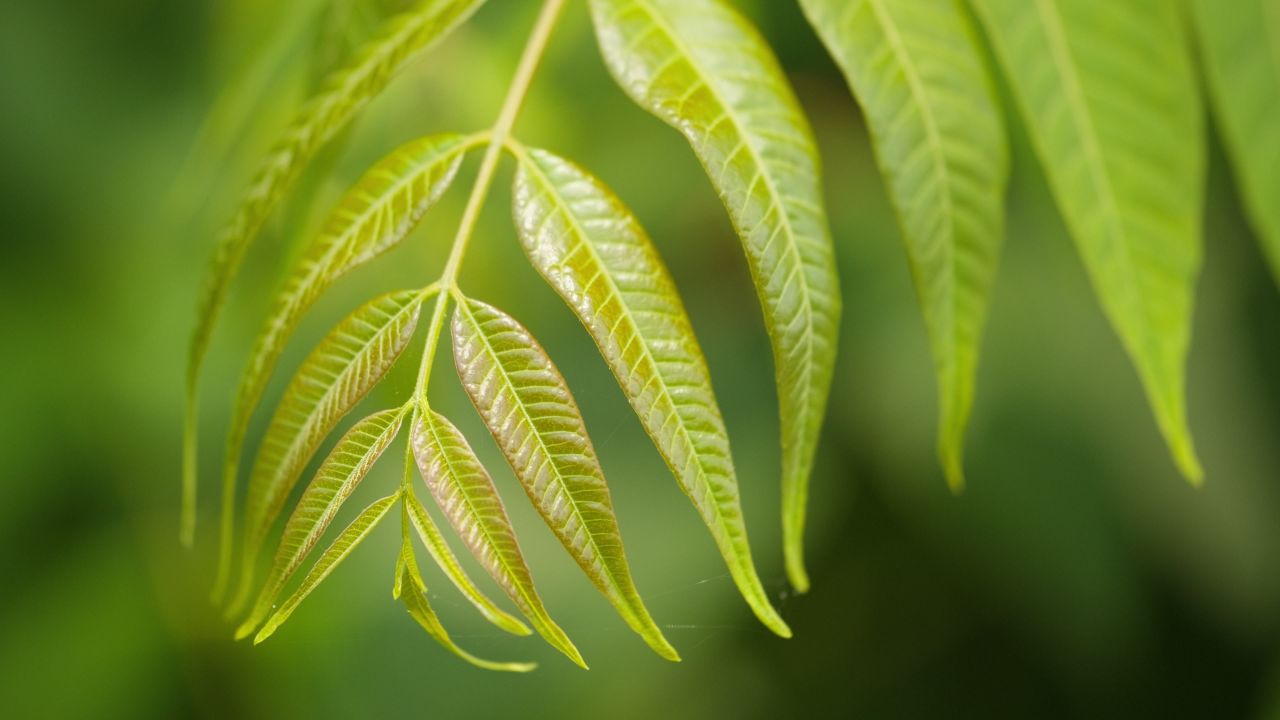 森林树木树叶植物 14