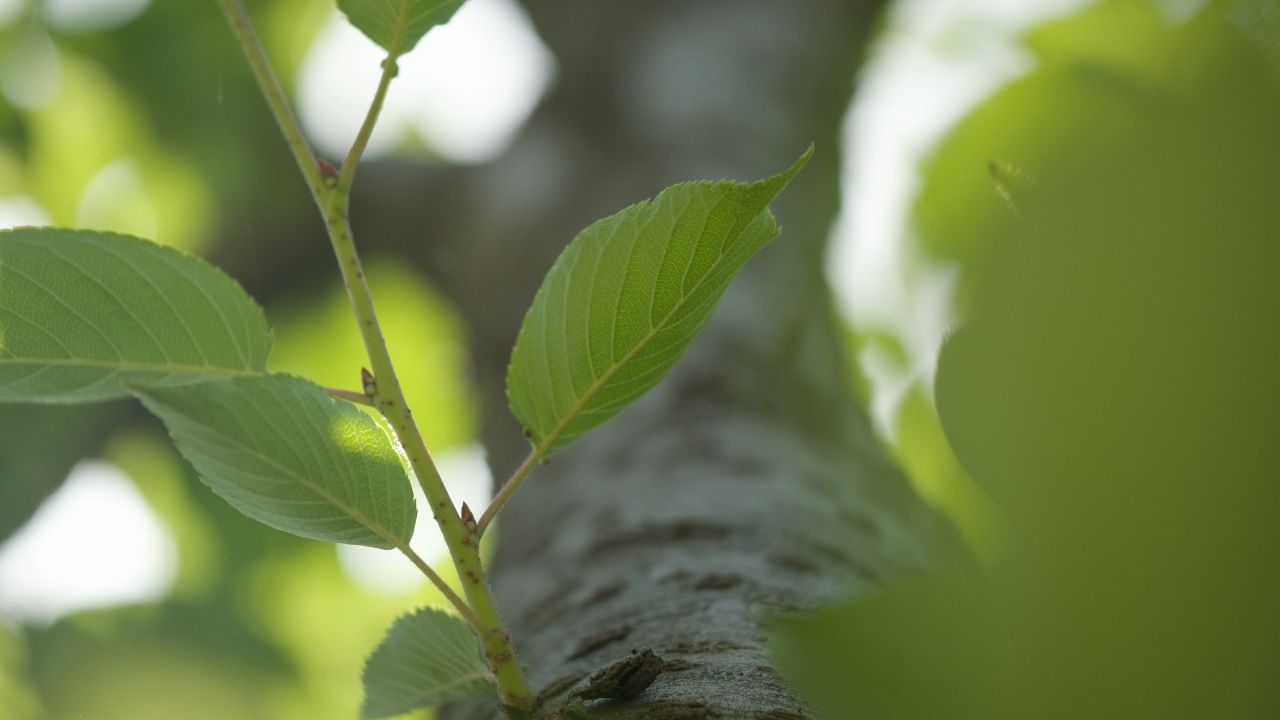 森林树木树叶植物 22