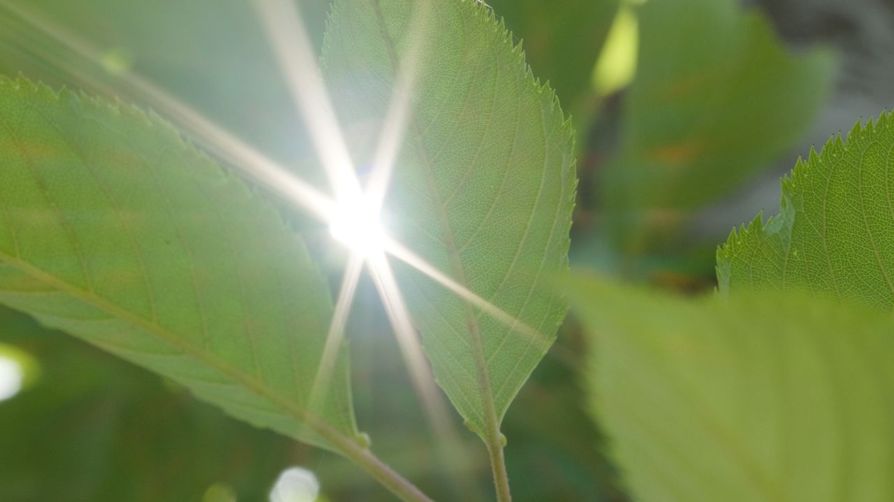 森林树木树叶植物 25