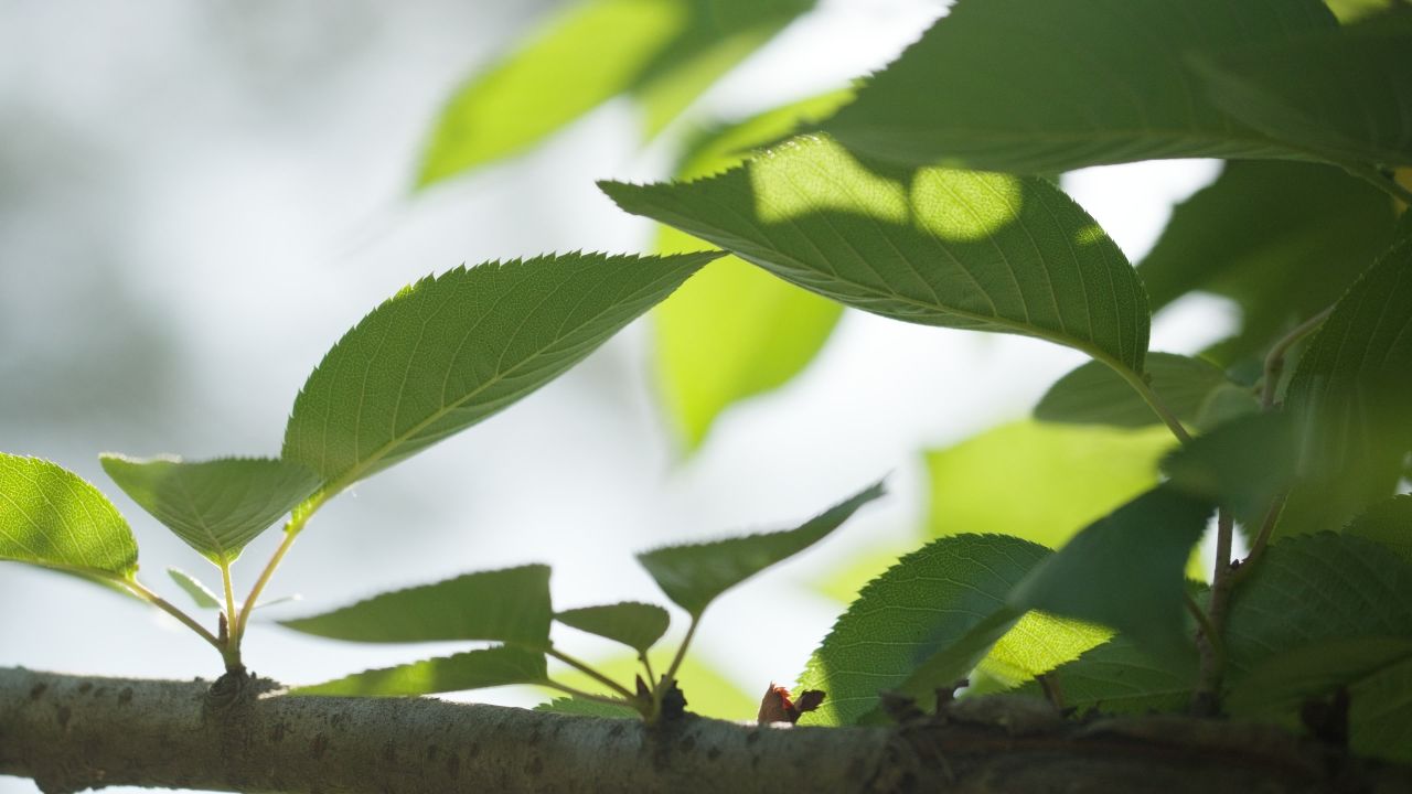 森林树木树叶植物 27