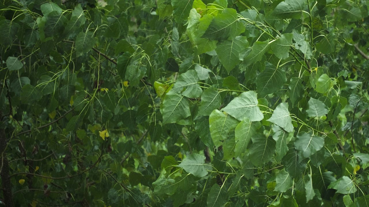 下雨清明谷雨酸雨倾盆大雨蒙蒙细雨 40