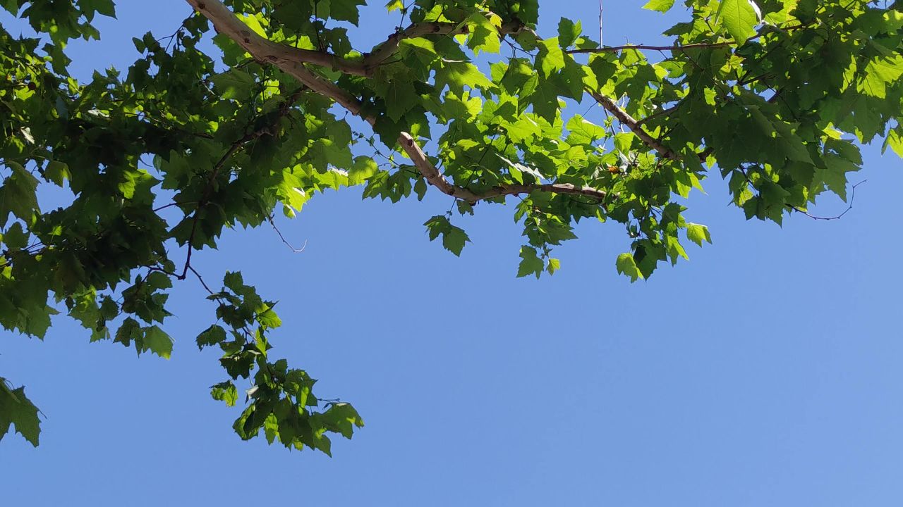 风吹树叶植物夏日风景实拍  