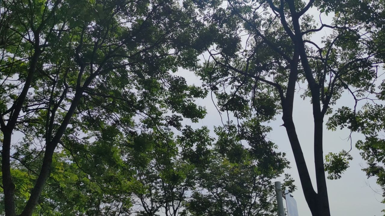风吹树叶植物夏日风景实拍  