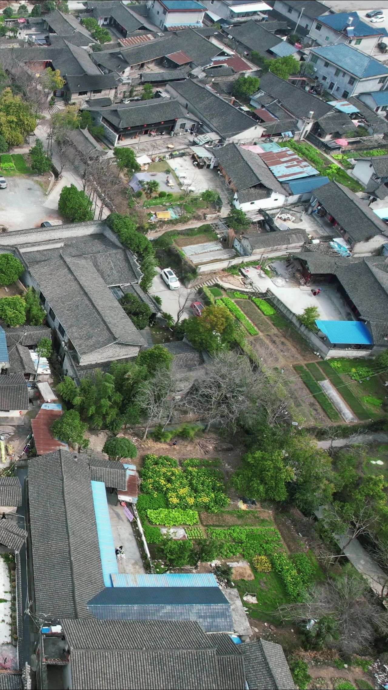 美丽乡村田园农业种植农田竖屏航拍 