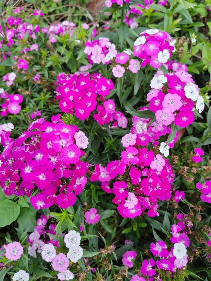 红白花