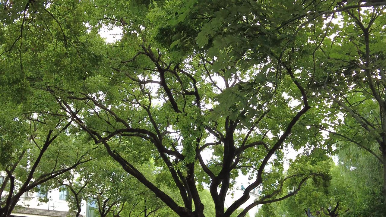 绿色植物森林树枝树叶天然氧吧 
