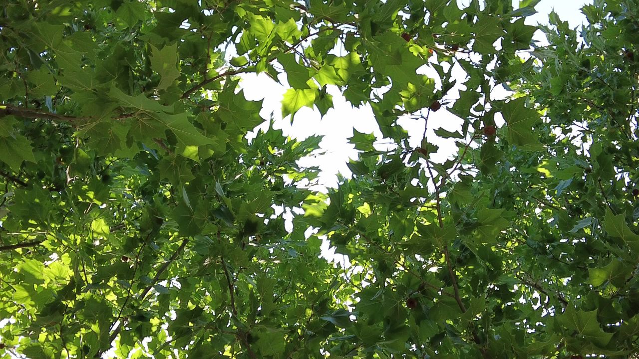 绿色植物森林树枝树叶天然氧吧 