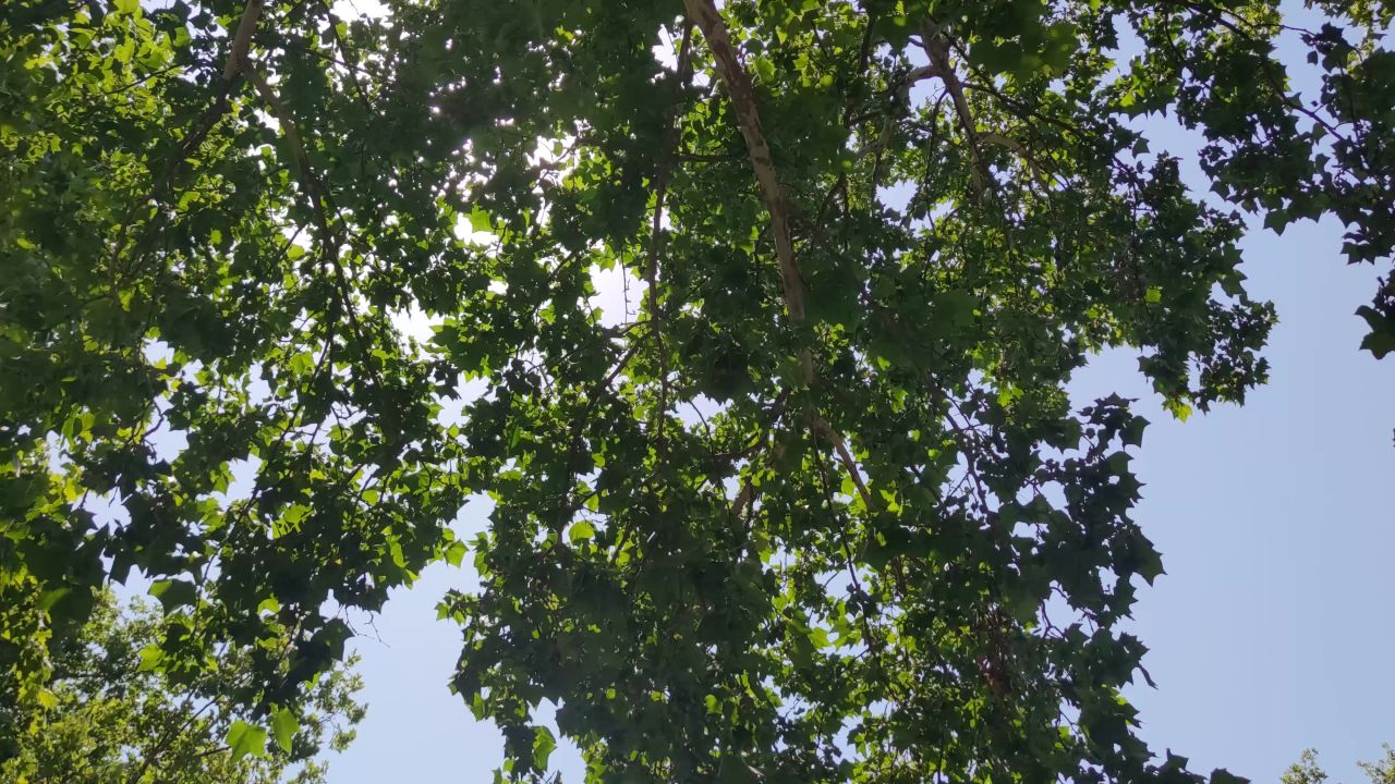 夏日绿色植物树叶风吹树枝实拍