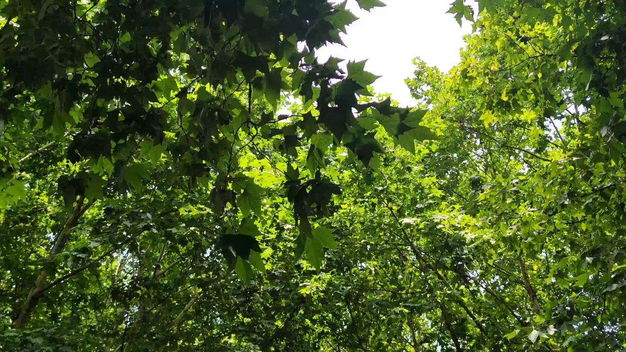 夏日绿色植物树叶风吹树枝实拍