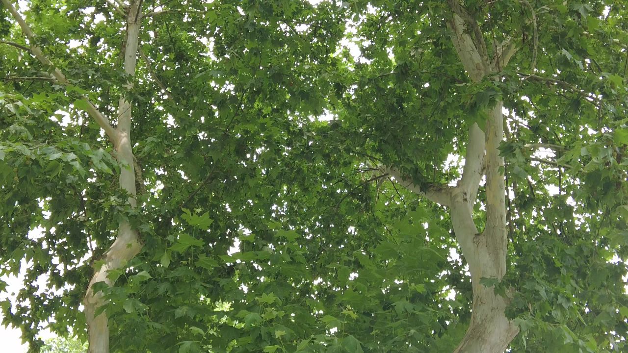 夏日绿色植物树叶风吹树枝实拍