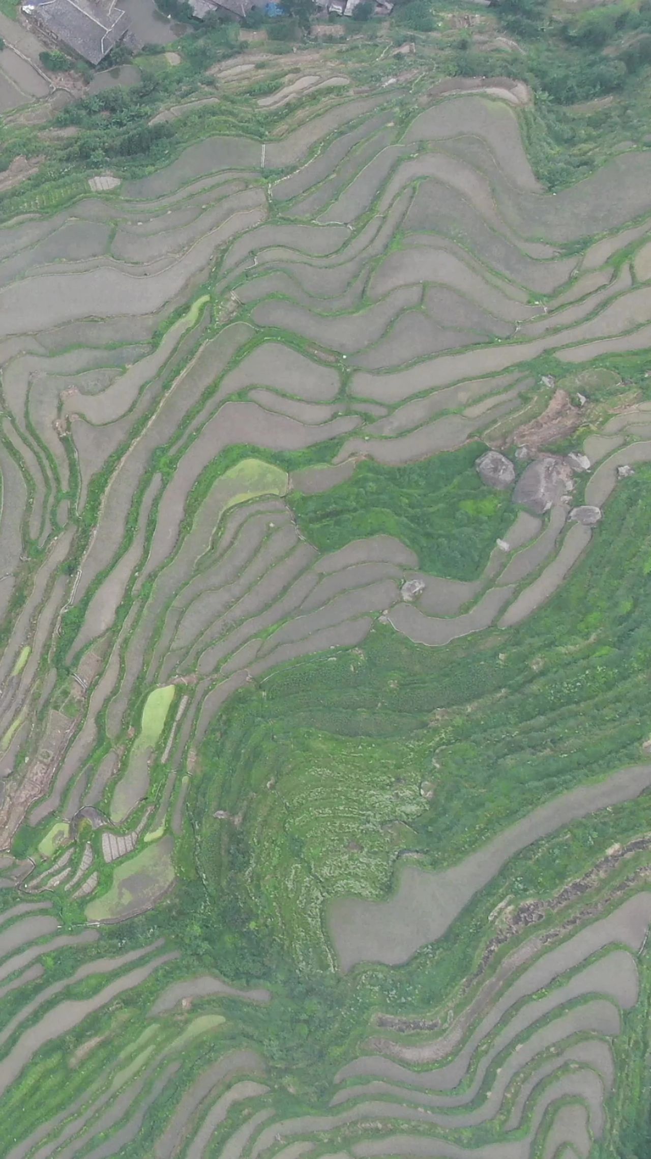 俯拍梯田农田种植竖屏