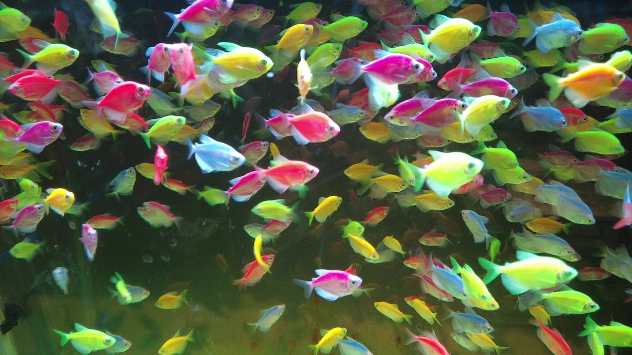 观赏鱼鱼缸里的金鱼实拍 