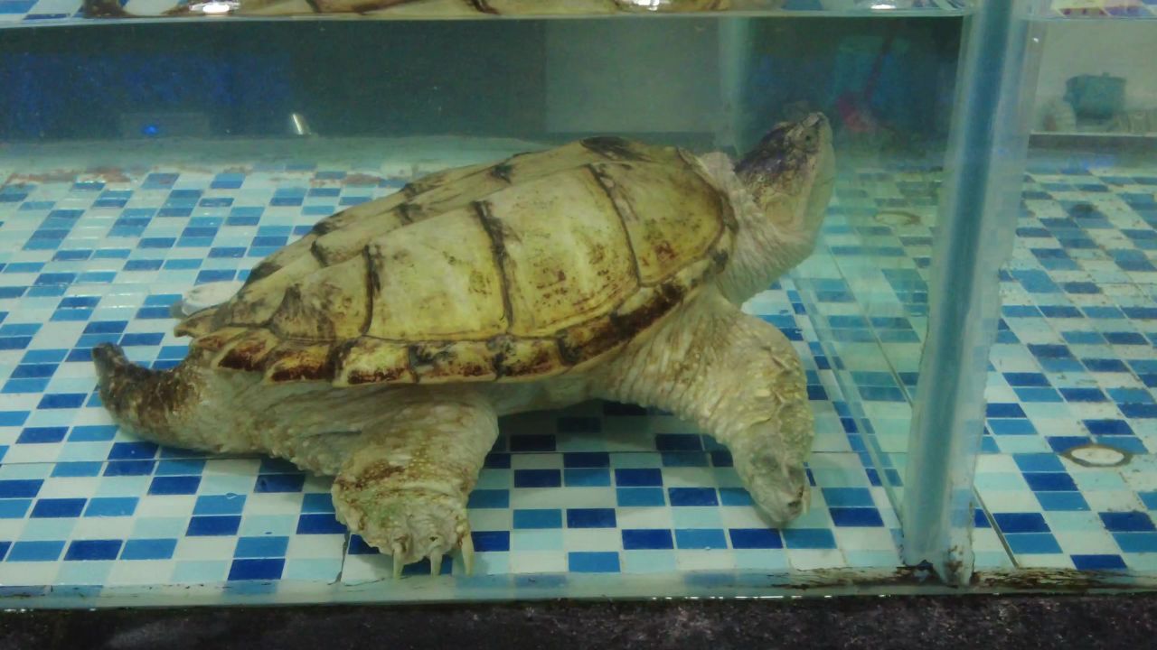 活体新鲜海鲜螃蟹龙虾帝王蟹石斑鱼乌龟实拍 