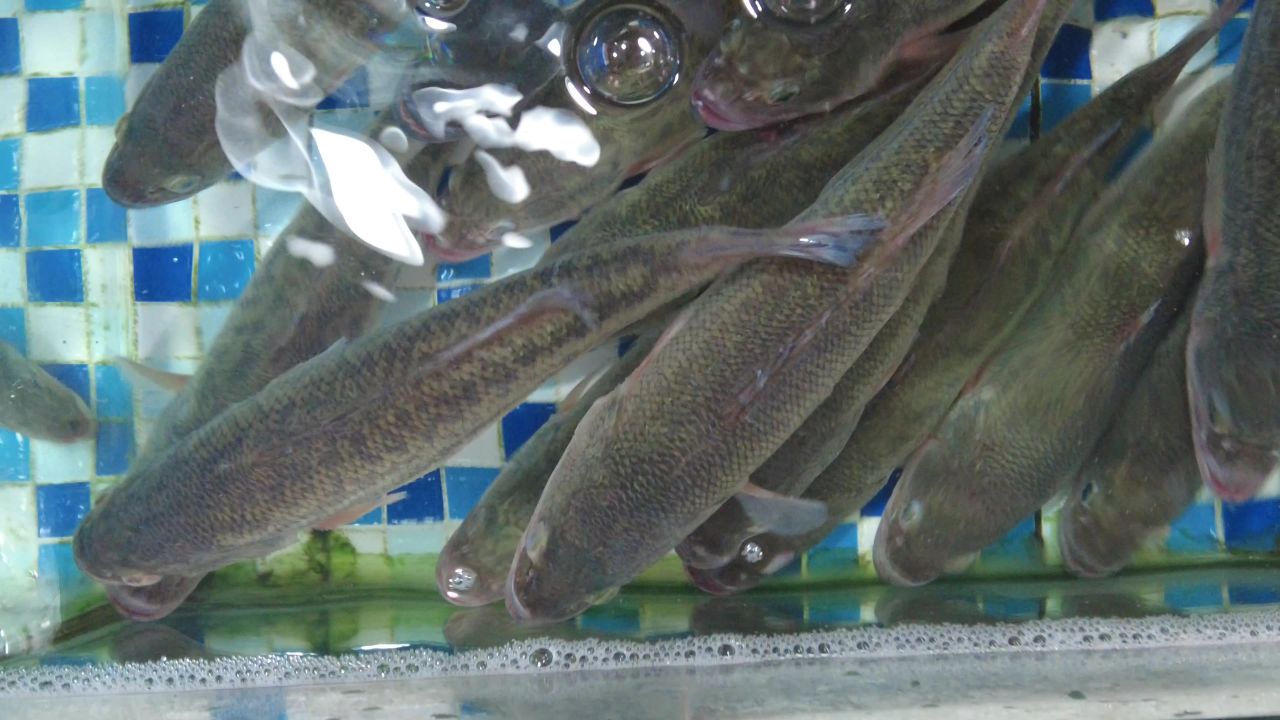 活体新鲜海鲜螃蟹龙虾帝王蟹石斑鱼乌龟实拍 