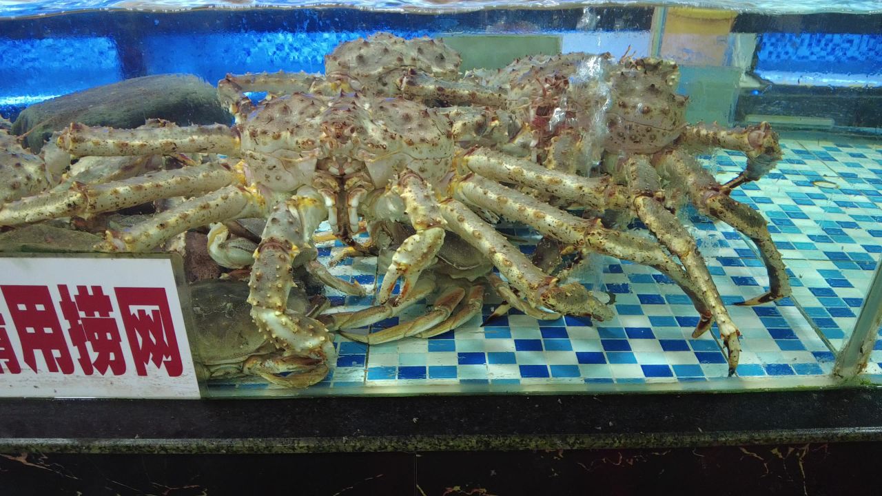 活体新鲜海鲜螃蟹龙虾帝王蟹石斑鱼乌龟实拍 