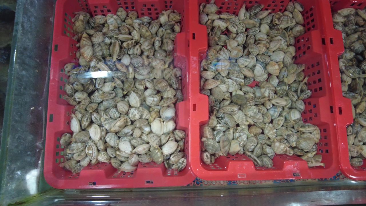 活体新鲜海鲜螃蟹龙虾帝王蟹石斑鱼乌龟实拍 