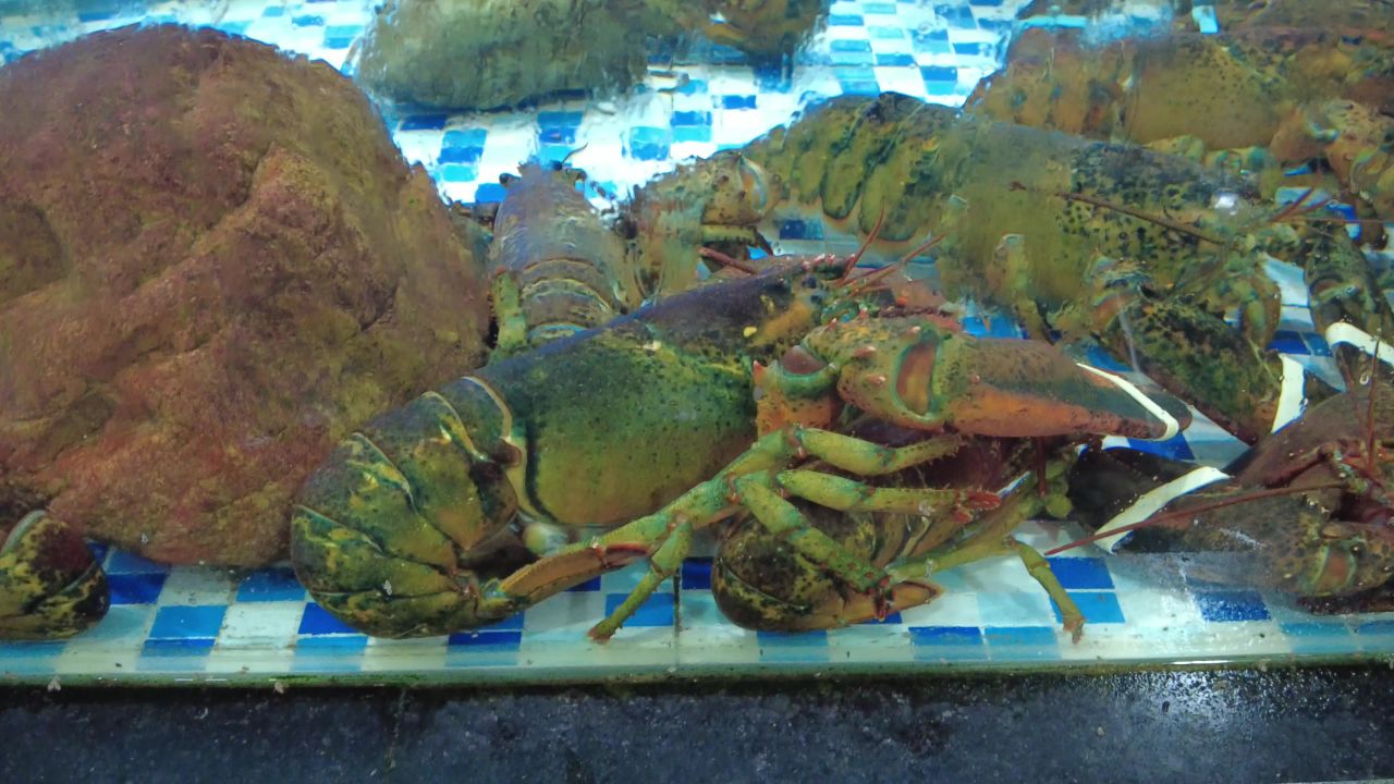 活体新鲜海鲜螃蟹龙虾帝王蟹石斑鱼乌龟实拍 