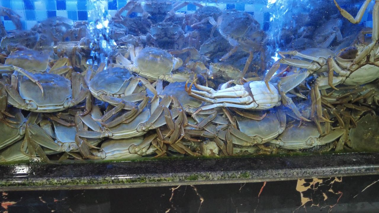 活体新鲜海鲜螃蟹龙虾帝王蟹石斑鱼乌龟实拍 