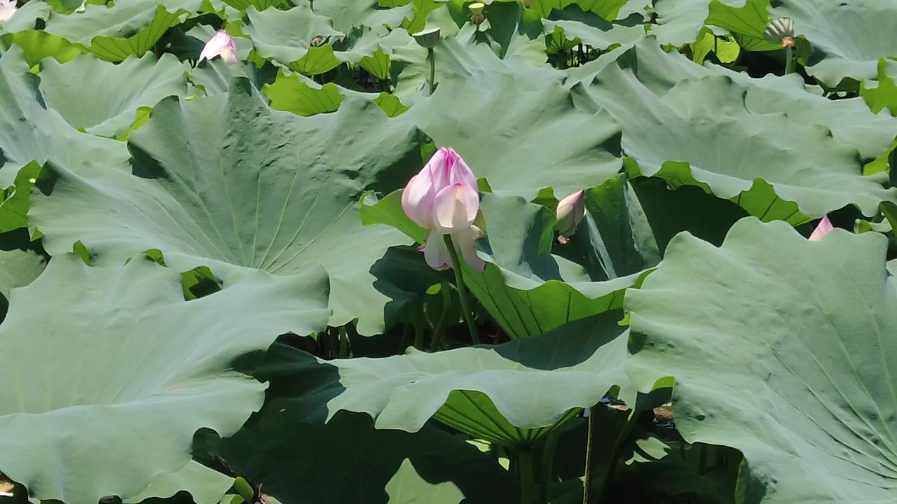 夏日风景蓝天白云荷花荷叶实拍 
